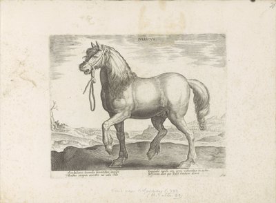 Pferd aus Jülich von Anonymous