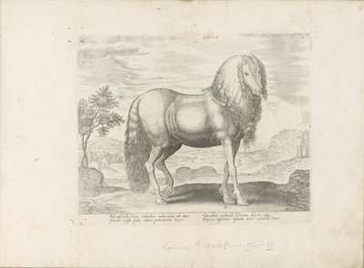 Pferd aus Rumänien (Dacus) von Anonymous