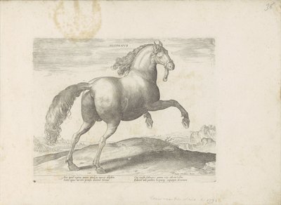 Pferd aus Spanien von Anonymous