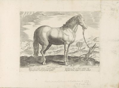 Pferd aus der Türkei von Anonymous