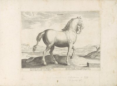 Pferd aus Flandern (Serie: Pferderassen aus den königlichen Ställen von Don Juan von Österreich) von Anonymous