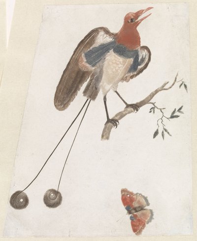 Paradiesvogel und Schmetterling von Anonymous