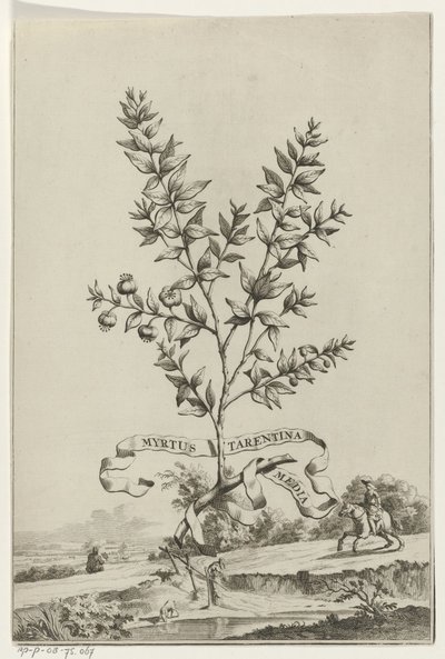 Zweig Myrtus Tarentina von Anonymous
