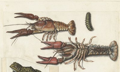 Zwei Langusten und eine Raupe (Cangrejos, Lombard Album) von Anonymous
