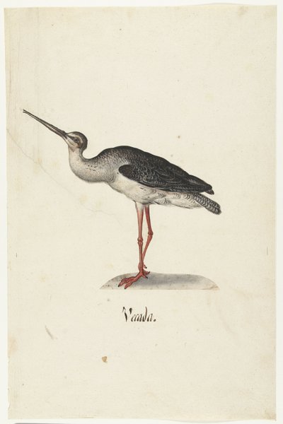 Schwarzer Reiter (Vecada) von Anonymous
