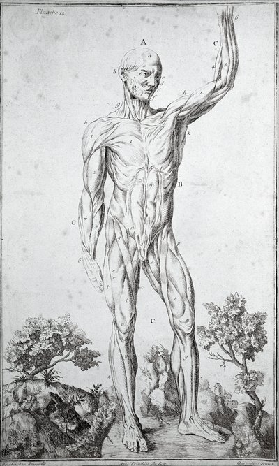 Anatomische Studie des menschlichen Muskelsystems von Anonymous Anonymous