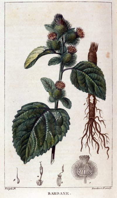 Botanische Tafel: Klette (Arctium). Farbgravur aus dem 19. Jahrhundert von Anonymous Anonymous