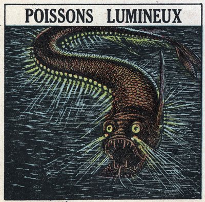Phosphoreszenz: leuchtender Fisch. Anonyme Illustration von 1925. Private Sammlung. von Anonymous Anonymous