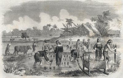 Reisanbau in Manila auf den Philippinen im Jahr 1864. Anonyme Gravur. Private Sammlung. von Anonymous Anonymous