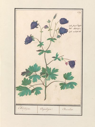Akelei (Aquilegia) von Anselmus Boëtius de Boodt