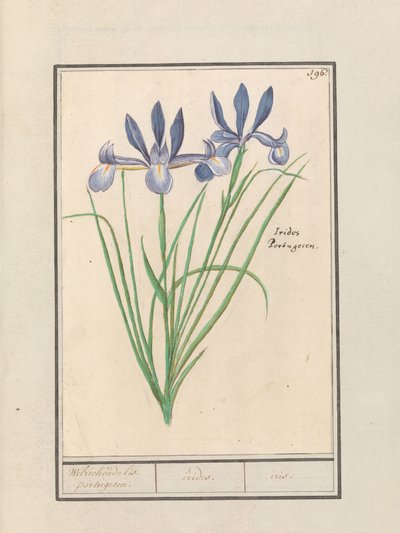 Blaue Schwertlilie (Iris sibirica) von Anselmus Boëtius de Boodt
