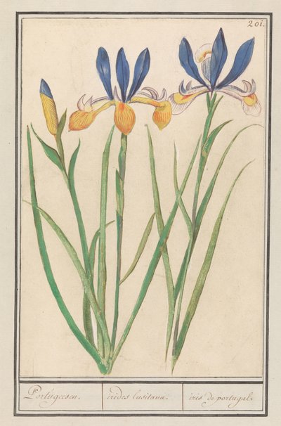 Blaugelbe Schwertlilie (Iris sibirica) von Anselmus Boëtius de Boodt