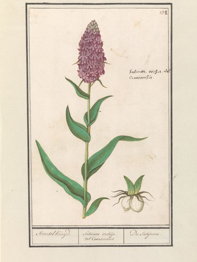 Brede Orchis (Dactylorhiza majalis) von Anselmus Boëtius de Boodt