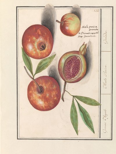 Granatapfel (Punica granatum) von Anselmus Boëtius de Boodt