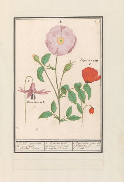 Hondstand (Erythronium), wilde Rose (Rosa) und eine Klatschmohn (Papaver) von Anselmus Boëtius de Boodt