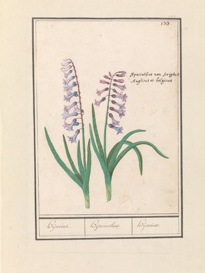 Hyazinthe (Hyacinthus orientalis) von Anselmus Boëtius de Boodt