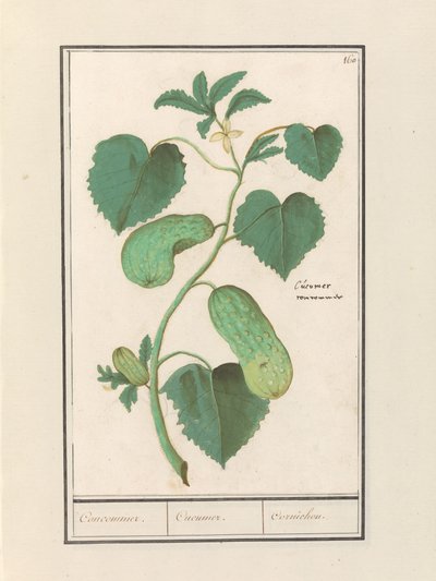 Komkommer (Cucumis sativus) von Anselmus Boëtius de Boodt