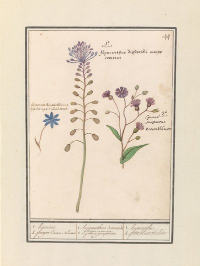 Hyazinthe (Muscari comosum) und Kornblume (Centaurie) von Anselmus Boëtius de Boodt