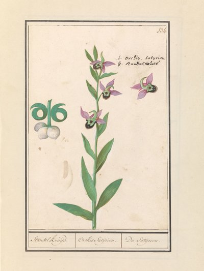 Lachende Hummel-Orchidee (Ophrys bombyliflora) und Anemonen (Anemone) von Anselmus Boëtius de Boodt