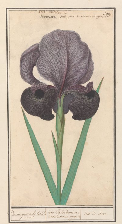 Trauer-Iris (Iris susiana) von Anselmus Boëtius de Boodt