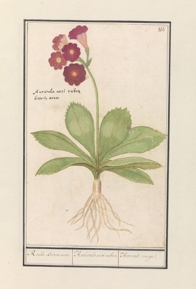 Schlüsselblume (Primula) Roode Beeren oore. / Auricula ursi rubra. / Auricule rouge von Anselmus Boëtius de Boodt