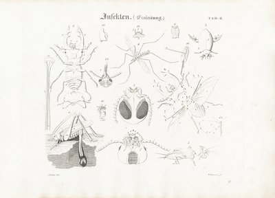 Insektenanatomie von Anton Wachsmann