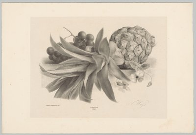 Ananas und Trauben von Anton Weiss