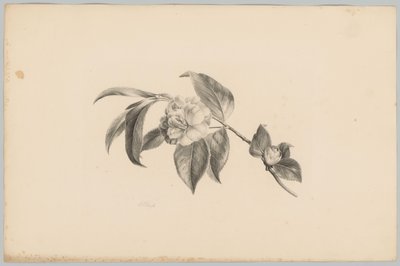 Blumen von Anton Weiss