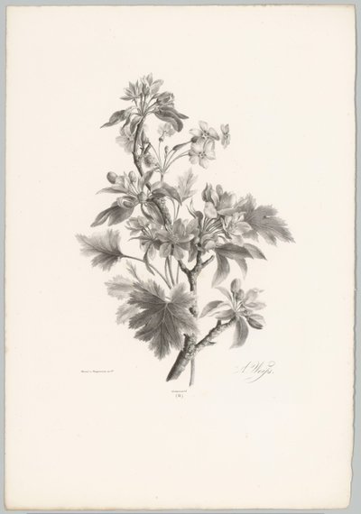 Blumen am Zweig (Blumen- und Fruchtstudien 10. Folge) von Anton Weiss