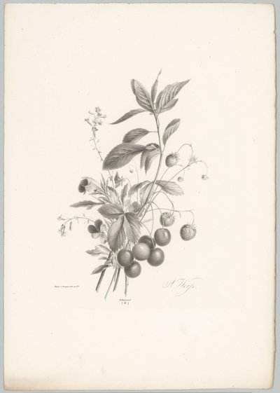 Blumen, Erdbeeren und Kirschen von Anton Weiss