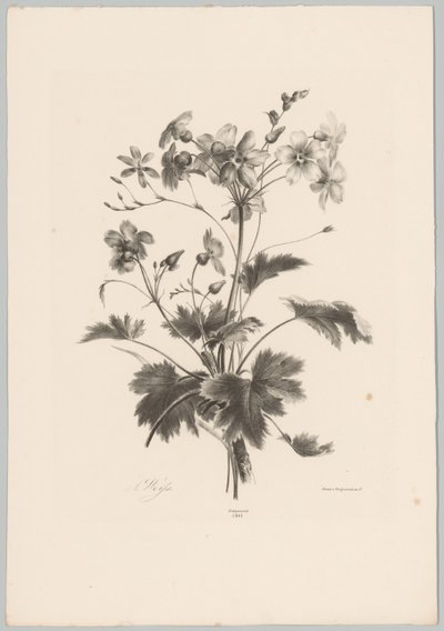 Blumen mit Dornen von Anton Weiss
