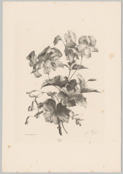 Verschiedene Blumen von Anton Weiss