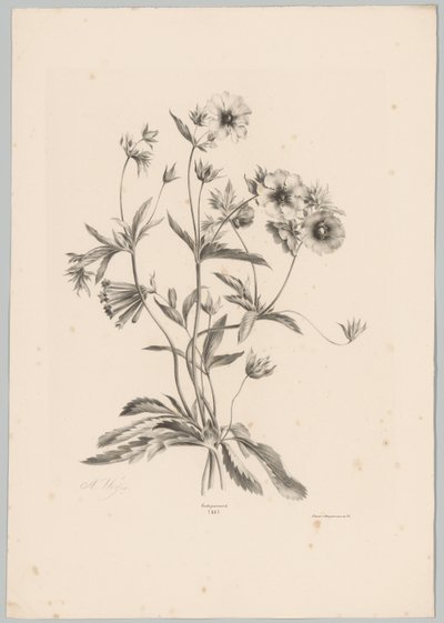 Diverse Blumen von Anton Weiss