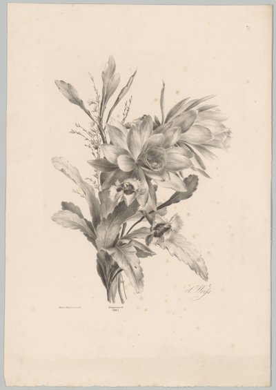 Verschiedene Blumen von Anton Weiss