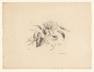 Verschiedene Blumen von Anton Weiss
