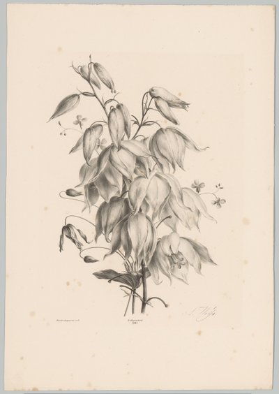 Hängende Blumen von Anton Weiss