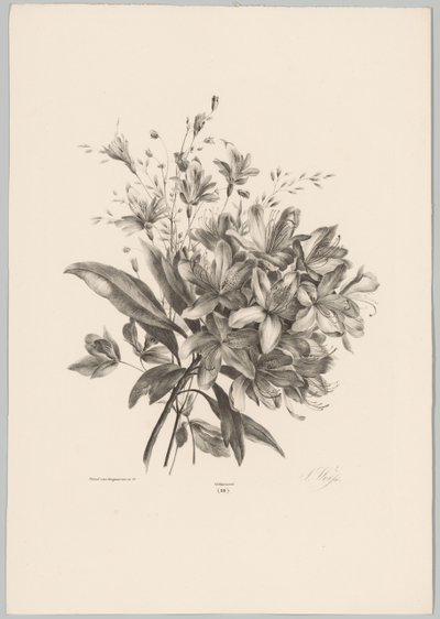 Lilien von Anton Weiss