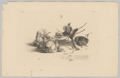 Rosen (Blumen- und Fruchtstudien, 3. Folge) von Anton Weiss