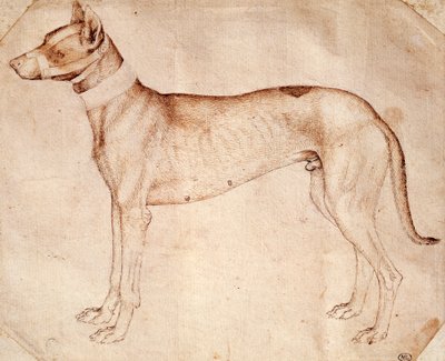 Studie eines Jagdhundes von Antonio Pisanello