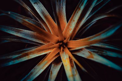 Bromelioideae, 2015 von Antonio Schubert
