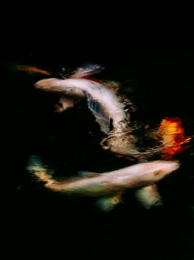 Haikai V, 2022 von Antonio Schubert