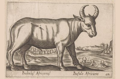Afrikanischer Büffel von Antonio Tempesta