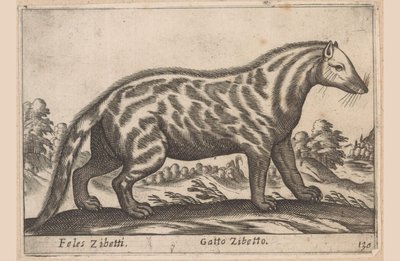 Zibetkatze von Antonio Tempesta