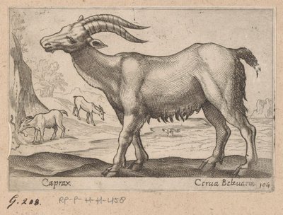 Gämse von Antonio Tempesta
