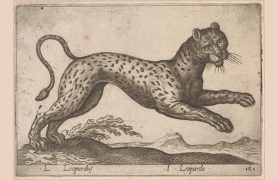 Leopard von Antonio Tempesta