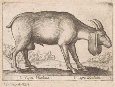 Mambrina Ziege von Antonio Tempesta