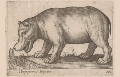 Nilpferd von Antonio Tempesta