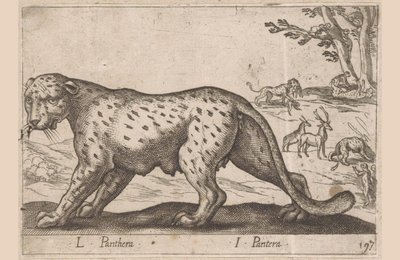 Panther von Antonio Tempesta