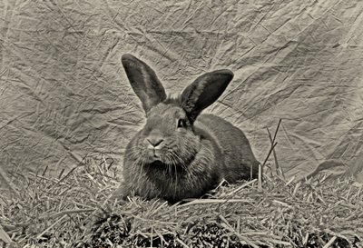 Auf Wiedersehen Dürer von Antonius Antonius