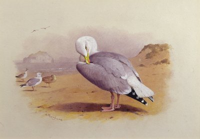 Eine Silbermöwe am Strand mit dem Bass Rock im Hintergrund von Archibald Thorburn